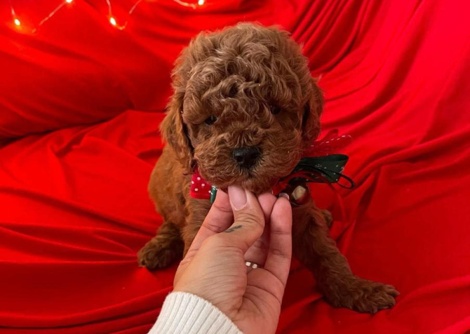 Safkan Toy Poodle Bebekler